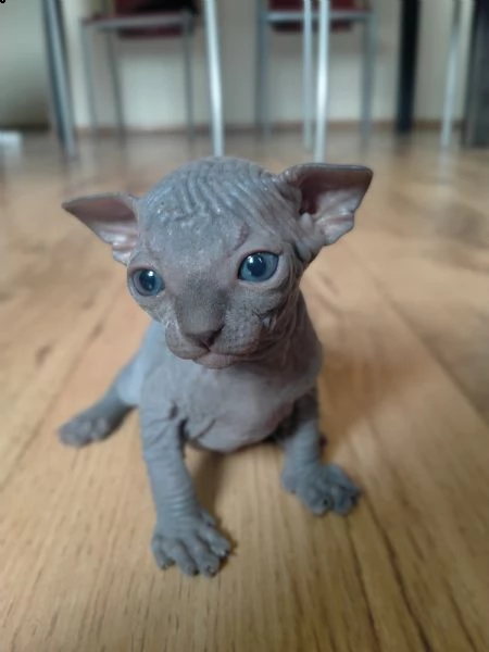 cuccioli di canadian sphynx 