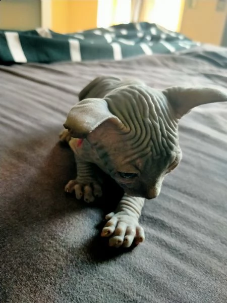 cuccioli di canadian sphynx  | Foto 1
