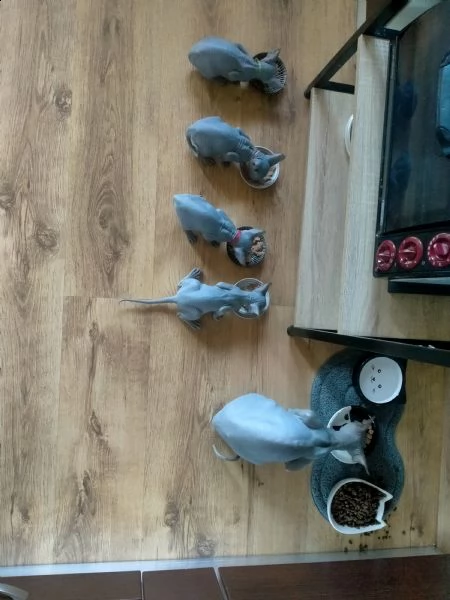 cuccioli di canadian sphynx  | Foto 0