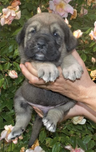 cuccioli mastino spagnolo  | Foto 6