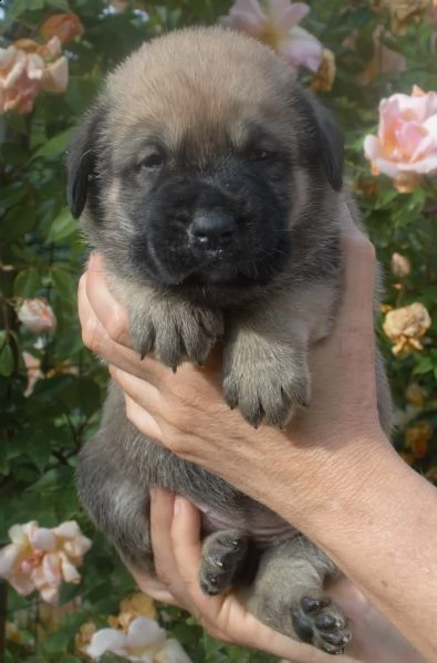 cuccioli mastino spagnolo  | Foto 5