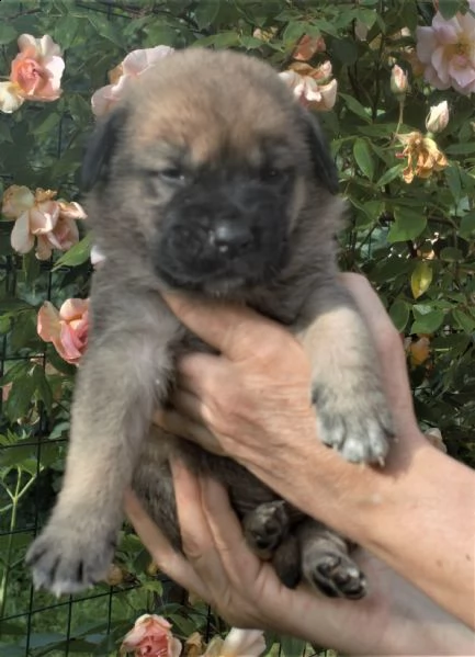 cuccioli mastino spagnolo  | Foto 4