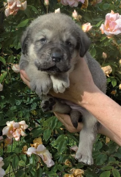 cuccioli mastino spagnolo  | Foto 3
