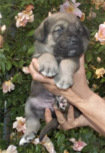 cuccioli mastino spagnolo  | Foto 2