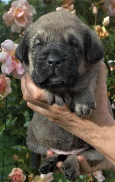 cuccioli mastino spagnolo  | Foto 1