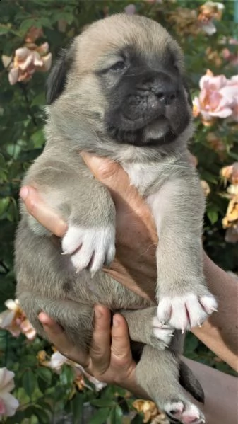 cuccioli mastino spagnolo  | Foto 0