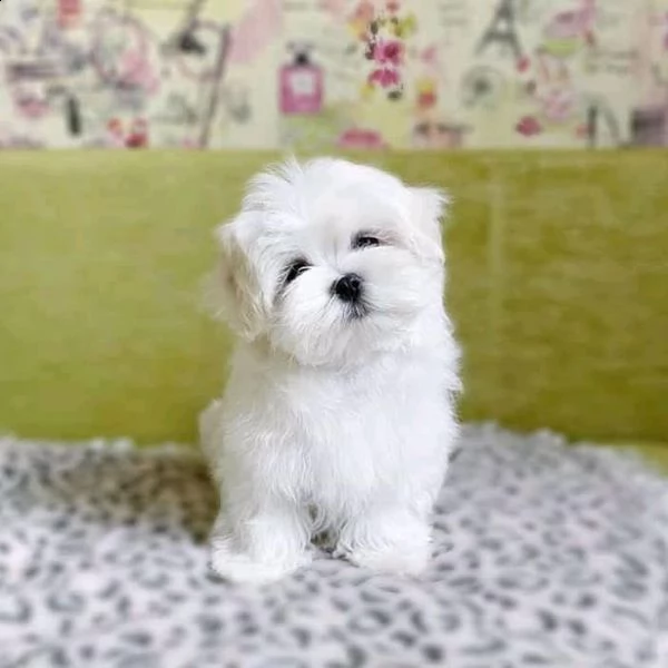 cuccioli di maltese toy