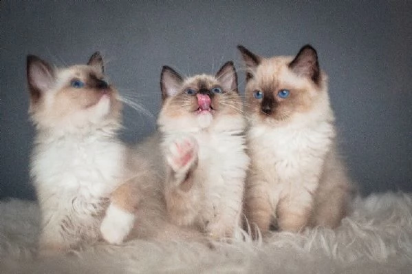 gattini di ragdoll