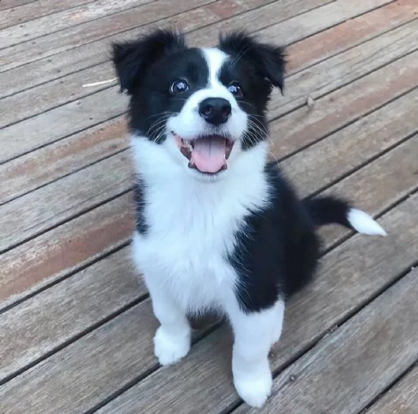 border collie