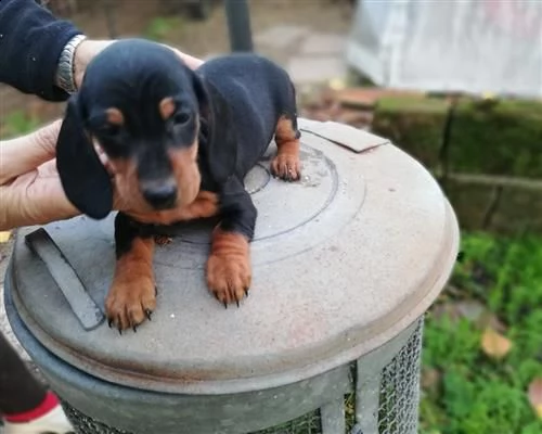 cucciolo bassotti kaninchennano