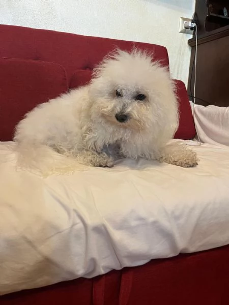 Vendita Cucciola di taglia piccola 23 mesi BOLOGNESE da privato | Foto 4