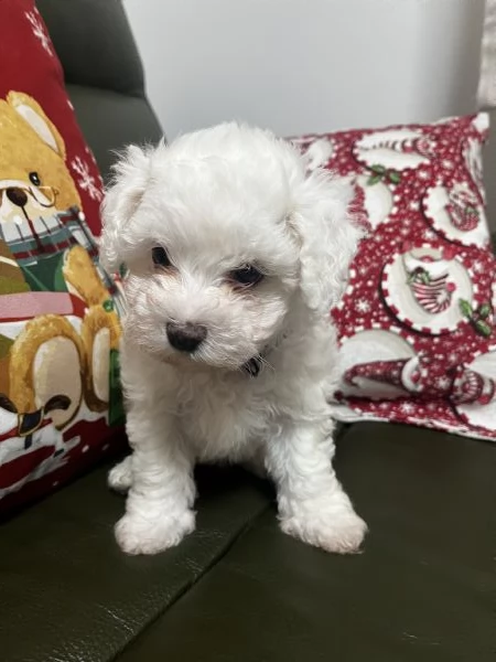 Vendita Cucciola di taglia piccola 23 mesi BOLOGNESE da privato