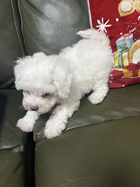 Vendita Cucciola di taglia piccola 23 mesi BOLOGNESE da privato | Foto 2