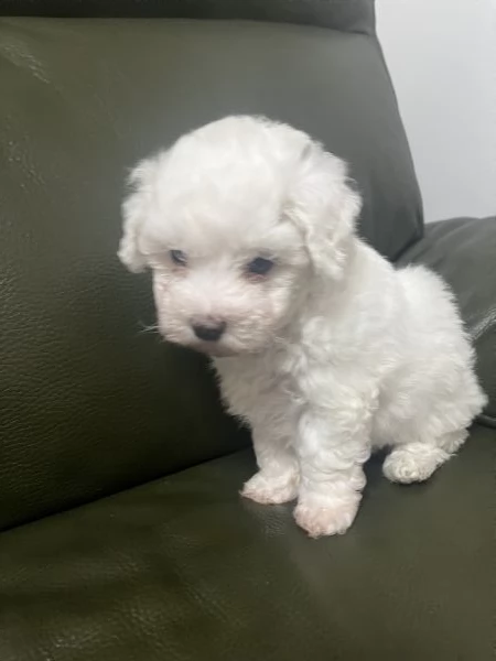 Vendita Cucciola di taglia piccola 23 mesi BOLOGNESE da privato | Foto 3