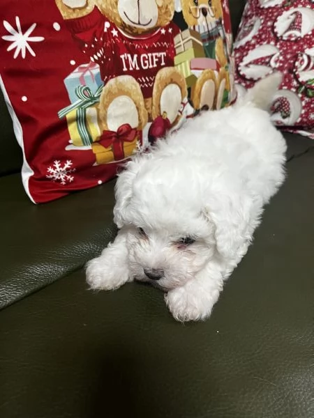 Vendita Cucciola di taglia piccola 23 mesi BOLOGNESE da privato | Foto 1