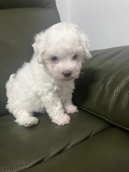 Vendita Cucciola di taglia piccola 23 mesi BOLOGNESE da privato