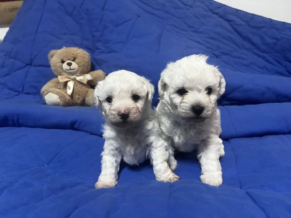 Cuccioli di BOLOGNESE