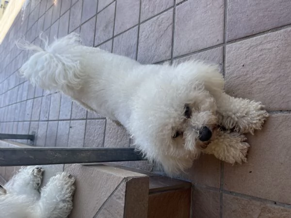 Cuccioli di BOLOGNESE | Foto 3