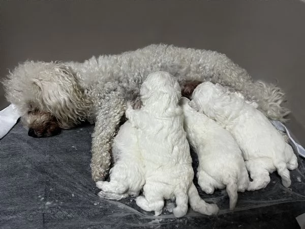 Cuccioli di BOLOGNESE | Foto 2