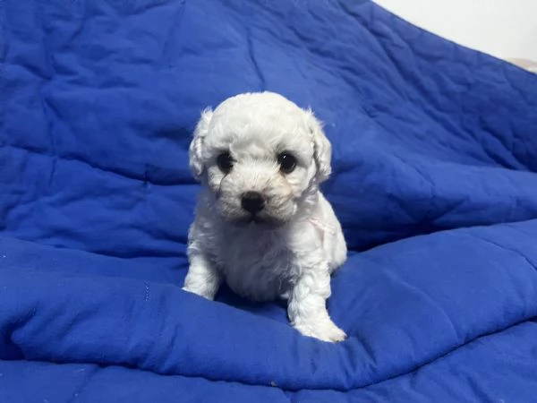 Cuccioli di BOLOGNESE | Foto 1