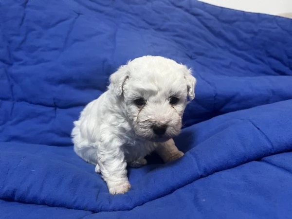 Cuccioli di BOLOGNESE | Foto 0