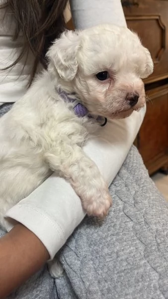 Vendita Cucciola di taglia piccola 23 mesi BOLOGNESE da privato | Foto 0