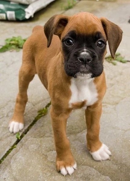 cucciola boxer  con pedigree enci