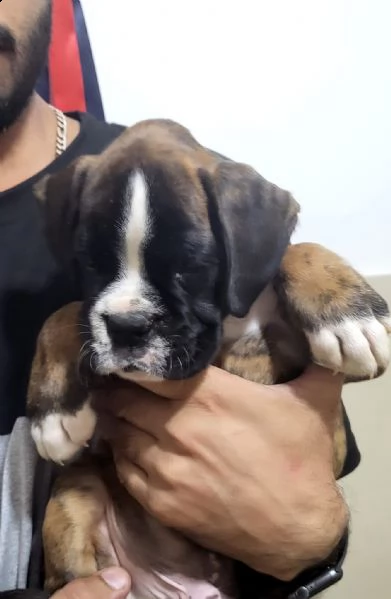 stupendo cucciolo di boxer