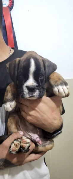 stupendo cucciolo di boxer | Foto 2