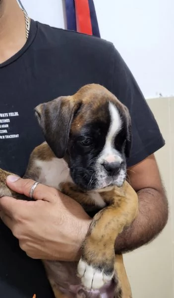 stupendo cucciolo di boxer | Foto 1