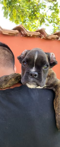 razza boxer cucciolo | Foto 0