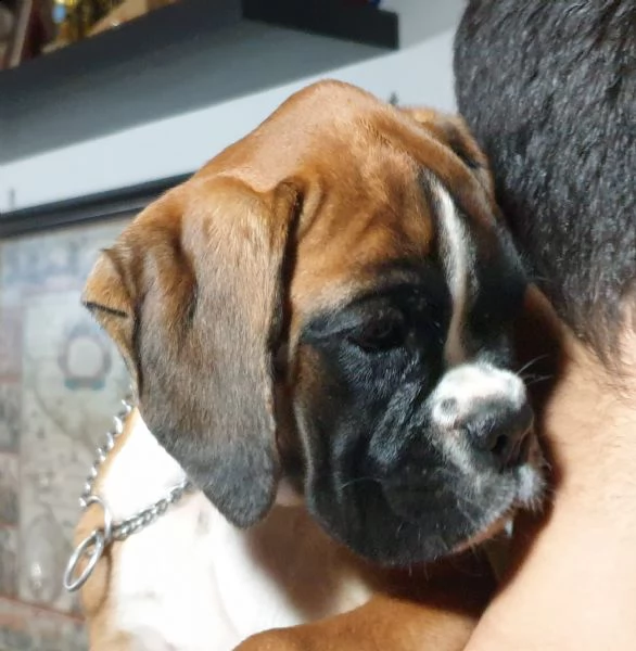 cucciolo di boxer è in cerca del tuo affetto!!! | Foto 0
