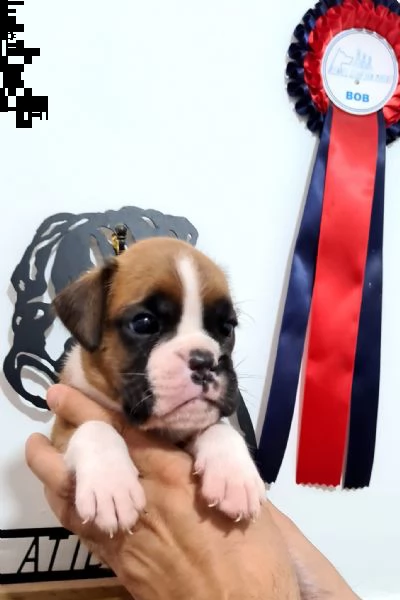 graziosissimo e bellissimo cucciolo maschio di boxer | Foto 1