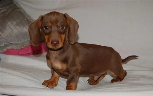 bassotto cuccioli disponibili per adozione  molto taglia piccoli buona salute  dolce carattere e 