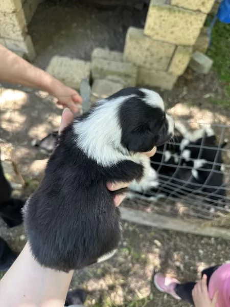 Vendo cuccioli di Border Collie | Foto 4