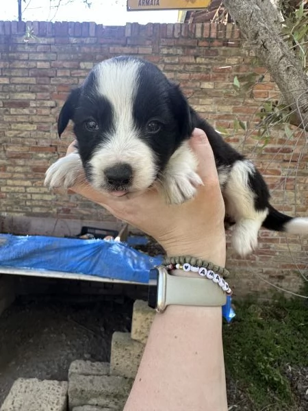 Vendo cuccioli di Border Collie | Foto 3