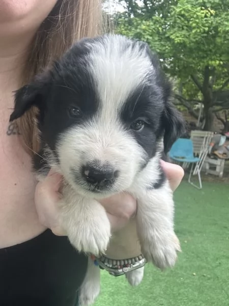 Vendo cuccioli di Border Collie | Foto 2