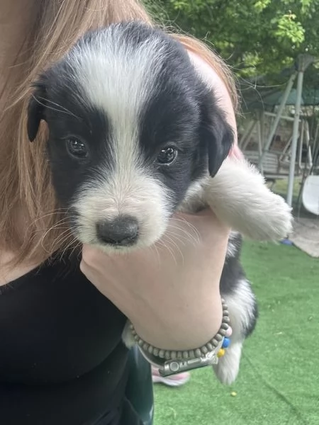 Vendo cuccioli di Border Collie | Foto 1