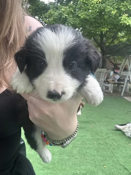 Vendo cuccioli di Border Collie
