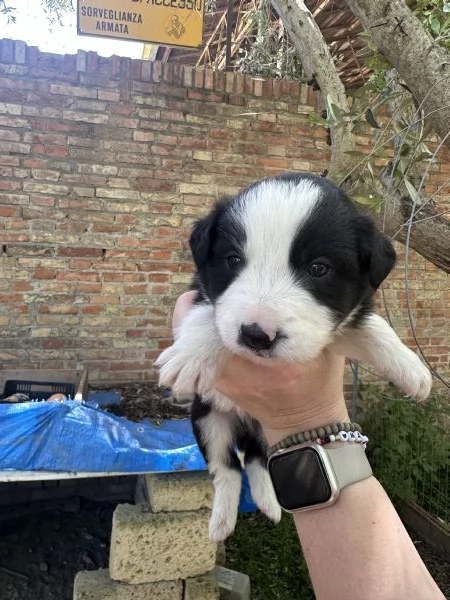 Vendo cuccioli di Border Collie | Foto 0