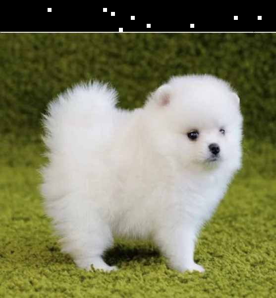 regalo  volpino pomerania mini toy 