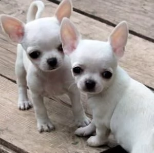 chihuahua