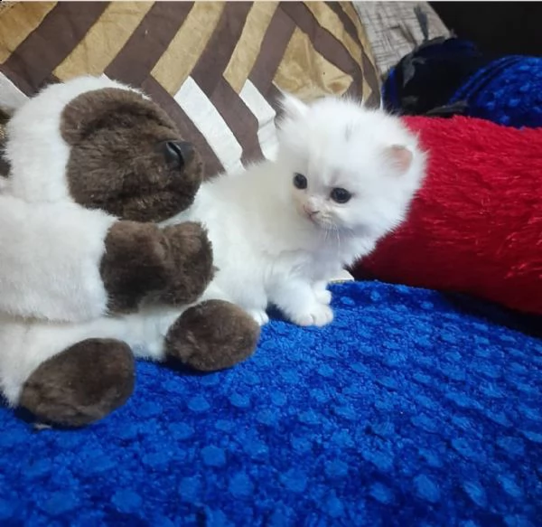 splendidi gattini persiani maschi e femmine | Foto 1