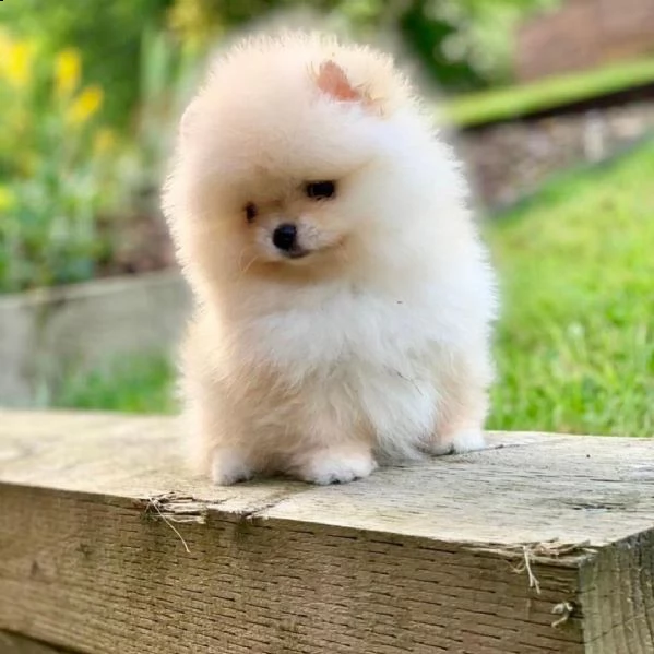 pomerania marrone e bianco gratis | Foto 0