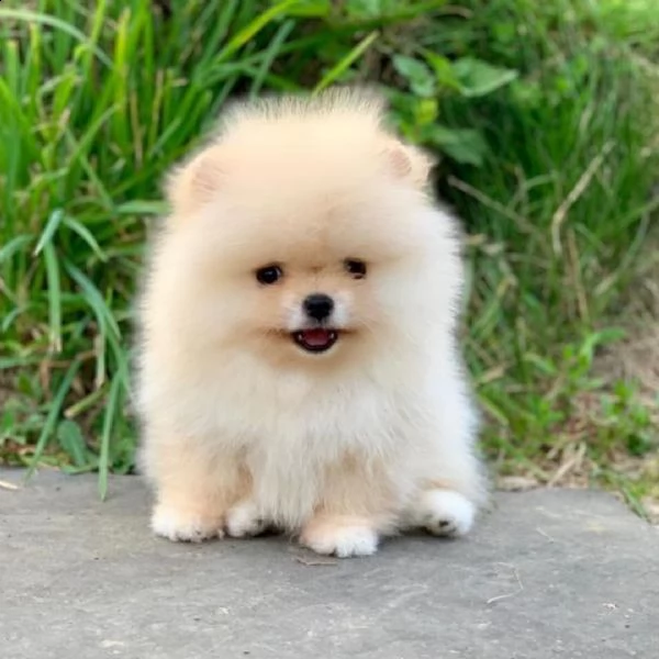 pomerania marrone e bianco gratis