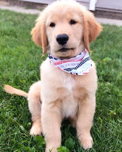 cucciolo di golden retriever per il reinserimento