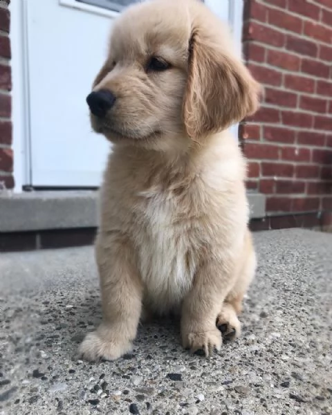 splendido cucciolo pronto per andare nella sua nuova casa