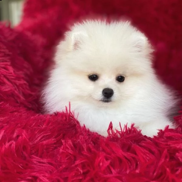 pomerania marrone e bianco gratis | Foto 0