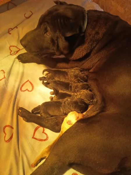 cuccioli di shar pei con pedigree selezionati per la salute e il benessere animale