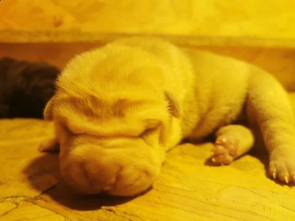 cuccioli di shar pei con pedigree selezionati per la salute e il benessere animale | Foto 5